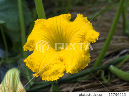 南瓜花 南瓜花 15796613