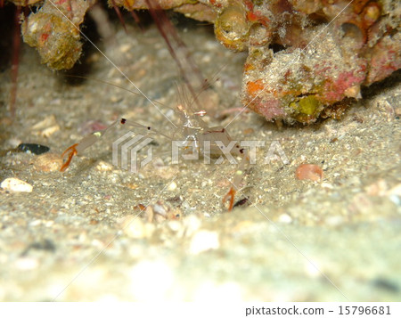 Fashionable clown fish Fashionable clown fish 15796681