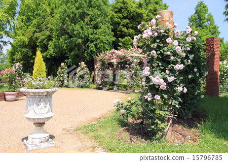 A rose garden in May A rose garden in May 15796785