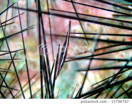 Gangasu蝦 Gangasu蝦 15796787