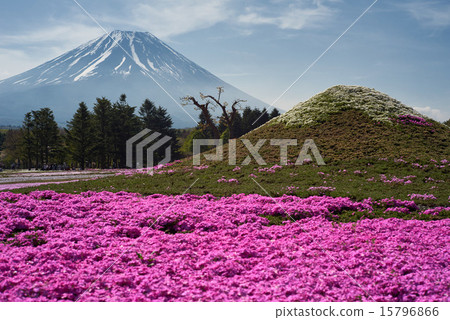 Fuji Shiba cherry-blossom festival, two Mt. Fuji Fuji Shiba cherry-blossom festival, two Mt. Fuji 15796866