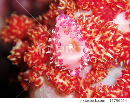 Tenrokukeboshigai 15796934