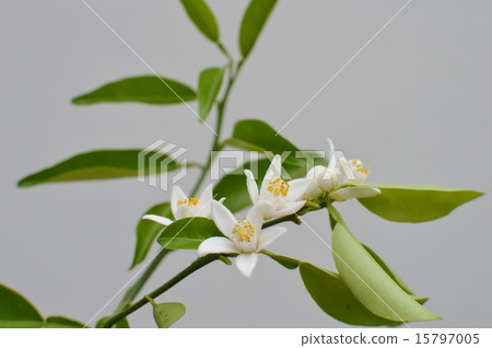 Yuzu's flower 15797005