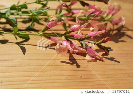 Cherry sage 15797011