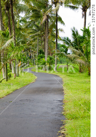Bali rainy palm trees 15797278