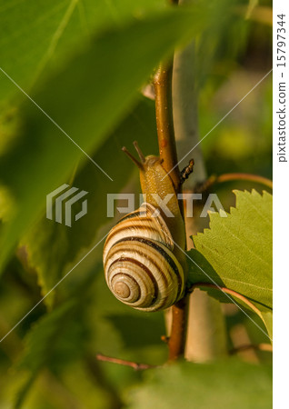 Garden Snail 15797344