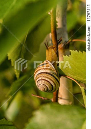 Garden Snail 15797345