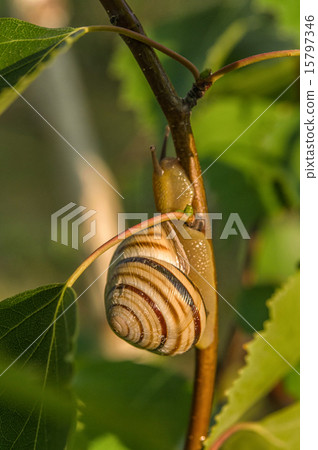 Garden Snail Garden Snail 15797346