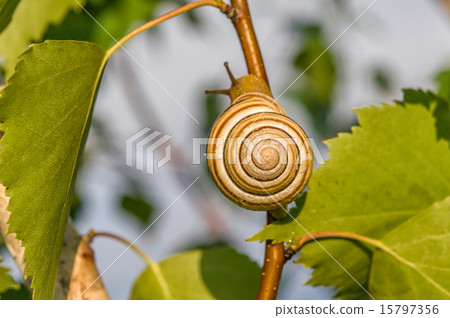 Garden Snail Garden Snail 15797356