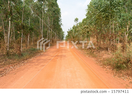 Thailand red trees on a suburb of Thailand Sukhothai 15797411