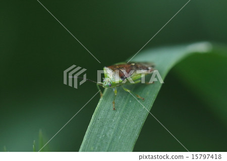 生物昆蟲Aomonutonobushi,綠色竹樹,背面有棕色X形圖案 生物昆蟲Aomonutonobushi,綠色竹樹,背面有棕色X形圖案 15797418
