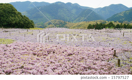 Kawachi Fuzen 15797527