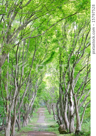 Kawachi Fuzen 15797528