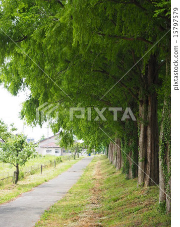 新鮮的綠色水杉Namiki和人行道 15797579
