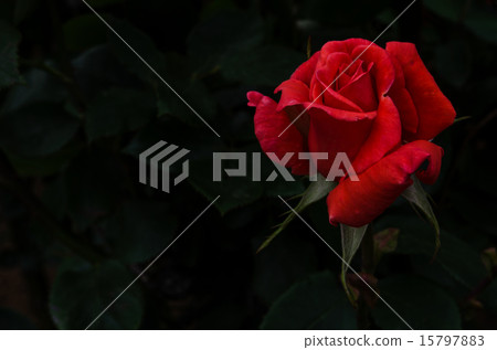 Roses 1 15797883