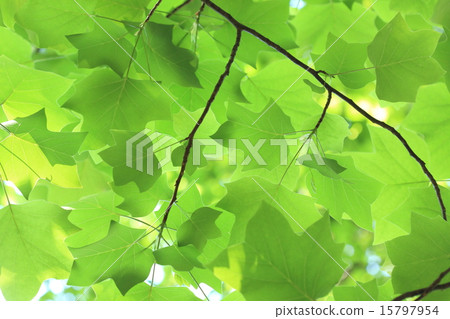 Natural plant turpentine, summer leaves a cool shade of big leaves and shows a beautiful yellow leaf in the fall Natural plant turpentine, summer leaves a cool shade of big leaves and shows a beautiful yellow leaf in the fall 15797954