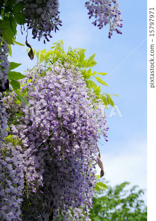  Wisteria flowers 15797971