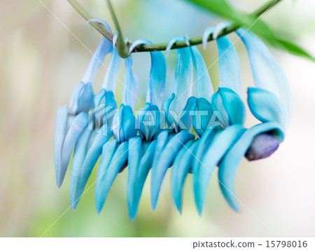 金銀花 15798016