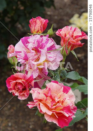 玫瑰蔓藤花紋02 15798046