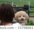 Travel with Toy Poodle 15798061