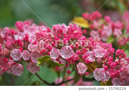 Karmia red flowers 15798229