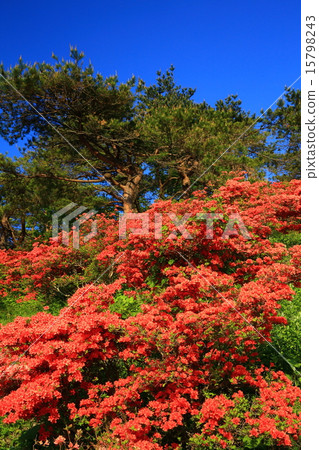 六本木山的杜鵑花 15798243