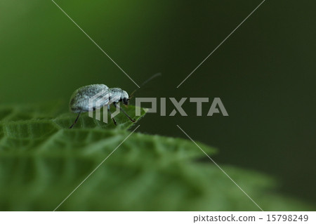Living thing Insect apple Kofuki beetle, it seems that white powder is removed and it turns into a black bean during activity 15798249