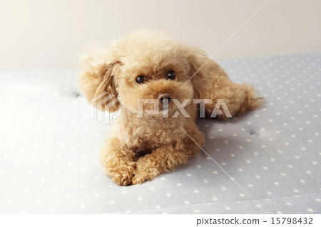發現了什麼的玩具獅子狗 15798432