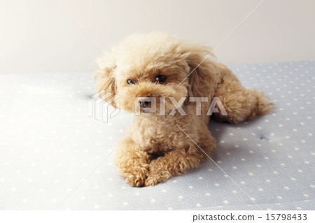 想一個小玩具貴賓犬 15798433