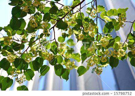 菩提樹在銀座Namiki街開花 15798752