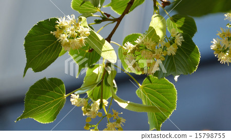 菩提樹在銀座Namiki街開花 15798755