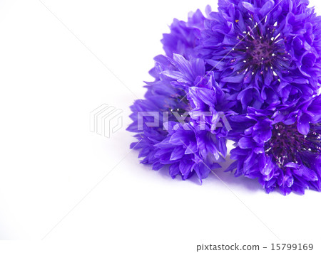 Yagurumagiku花束 15799169