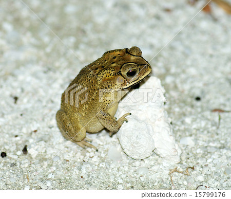 Golden Tree Frog 15799176