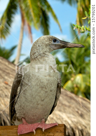 Red-Footed Booby Red-Footed Booby 15799201