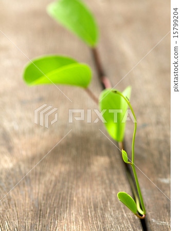 Fragile green plant emerging through wooden stacks Fragile green plant emerging through wooden stacks 15799204