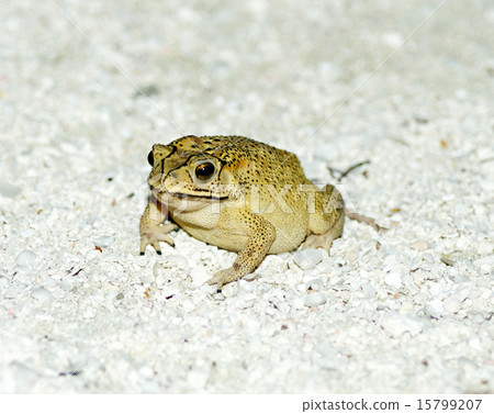 Golden Tree Frog on sand Golden Tree Frog on sand 15799207