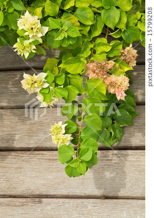 Lagerstroemia Lagerstroemia 15799208