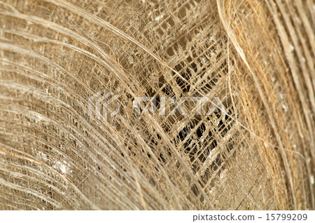 Dry Palm Leaf background Dry Palm Leaf background 15799209