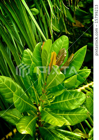 Croton Croton 15799213