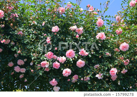 粉紅葡萄藤(Francoise Duranville) 粉紅葡萄藤(Francoise Duranville) 15799278