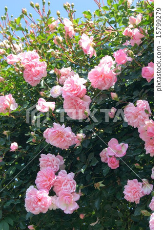 Pink vines (Francoise Duranville) Pink vines (Francoise Duranville) 15799279