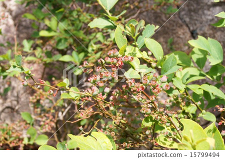blueberry blueberry 15799494