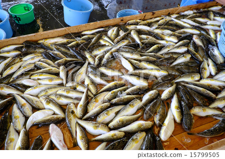魚河豚魚潮前豬 魚河豚魚潮前豬 15799505