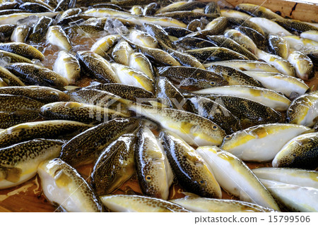 Fish puffer fish tide Fish swine tide fish 15799506