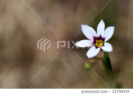 Niwazeki Show(花園虹膜) Niwazeki Show(花園虹膜) 15799597