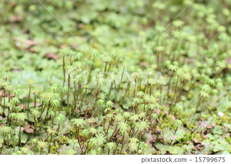 裕美 裕美 15799675