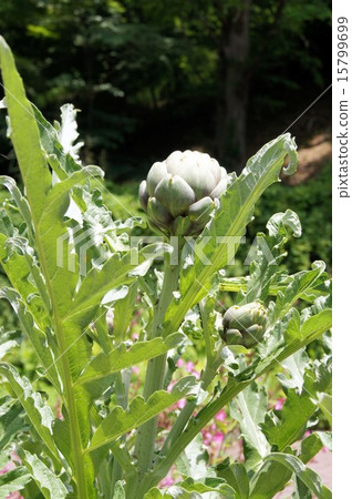 artichoke 15799699