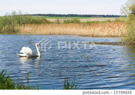 Mute swan, Cygnus, single bird on water Mute swan, Cygnus, single bird on water 15799888