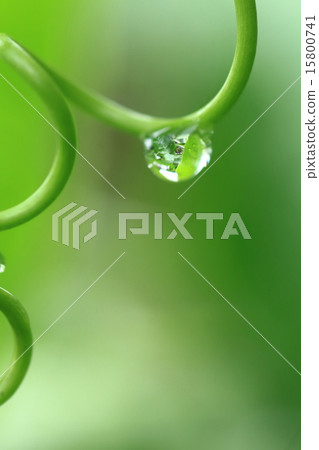 百香果藤 百香果藤 15800741