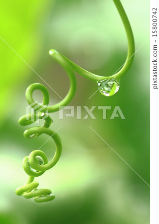 百香果藤 15800742